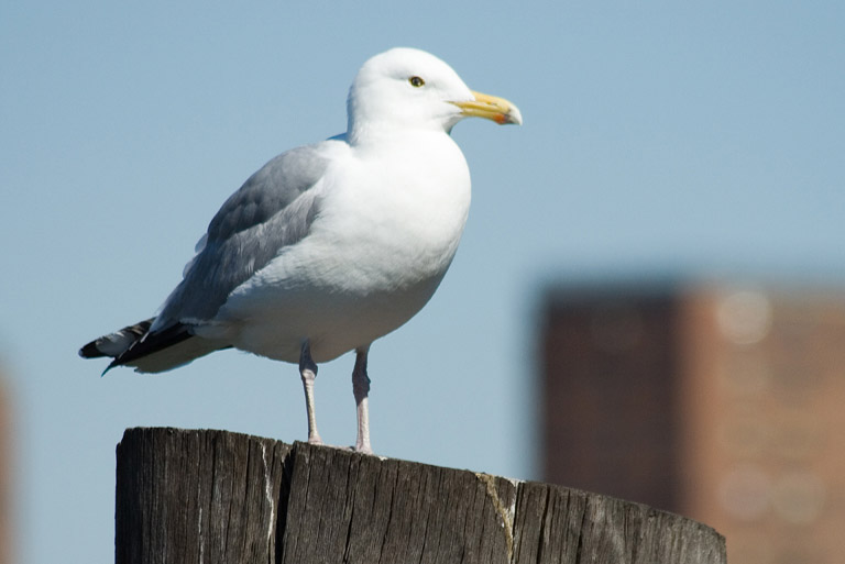Very Compliant Gull 1
